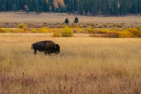 Lone Buffalo Stock Photos