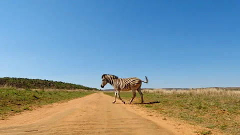 Lone Burchell's Zebra cross dirt road on game reserve in South Africa Stock Footage 295171807