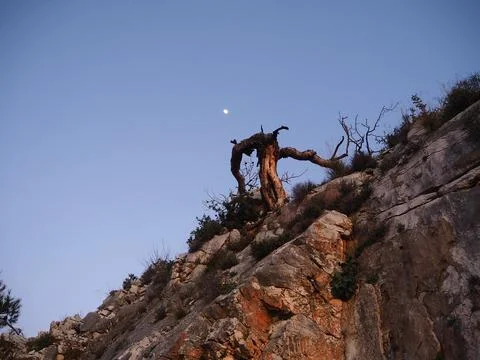 Lone burnt-down tree on a rocky mountainside in Greece at dusk Stock Photos