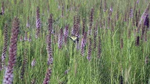 Lone butterfly on the prairie getting nectar from wild flower.s Video stock 123446363