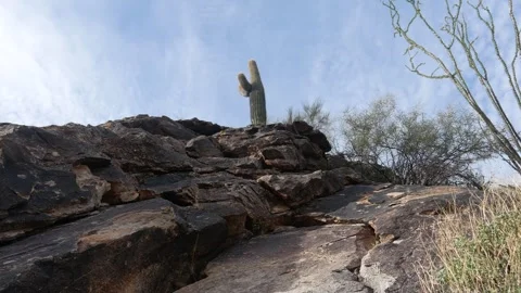 Lone Cactus Standing Tall on a Mountaintop in the Desert Stock Footage 268651297