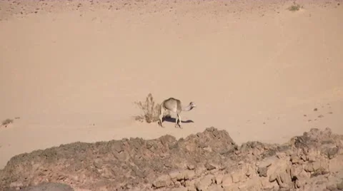 Lone camel in the desert Stock-Footage 11276506