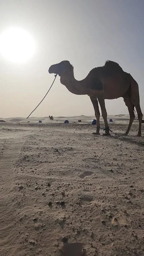 Lone camel grazing in dist ant desert landscape at sunset with sandstorm wind Stock Footage 340213376