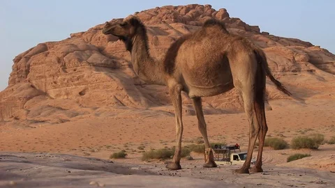 Lone Camel Posing in the Desert Vídeo Stock 107698573