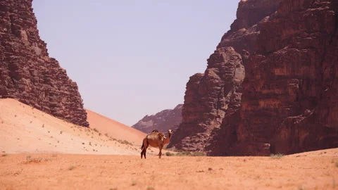 A lone camel stands on the open desert with heat distortion rising from ground Stock Footage 321302422