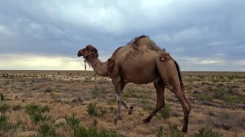 A lone camel walks through a dry, barren field 動画素材 317386556