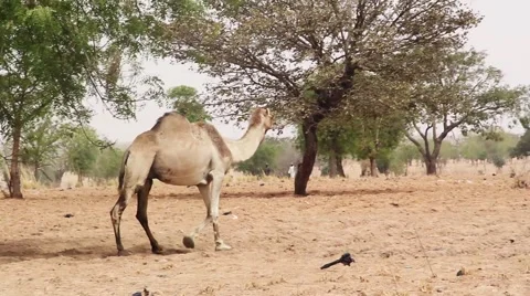 A Lone Camel walks off towards some sheep in Kano State Nigeria Stock Footage 61929476