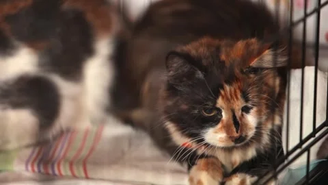 A lone cat with a damaged eye sits on a cage bed at an animal shelter waiting Stock Footage 263287016