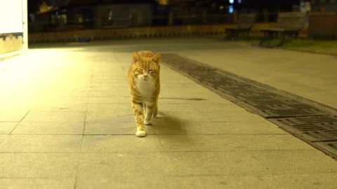 Lone Cat Roaming Empty Seaside at Night During Pandemic, Silent Streets Stock Footage 300892496
