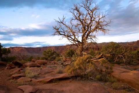 Lone cedar Stock Photos