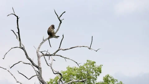 Lone Chacma Baboon sitting perched high in dead tree has big yawn 動画素材 301489914