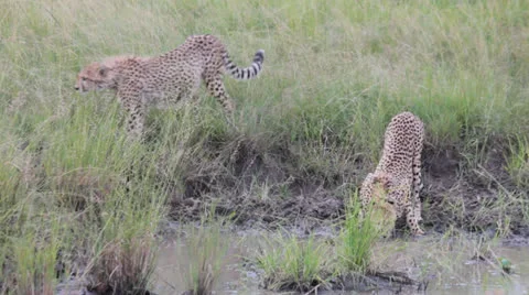 Lone Cheetah Drinking from Pond Stock Footage 25697552