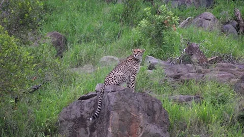 Lone cheetah sits on tall boulder for better view of grassy savanna Stock Footage 333939111