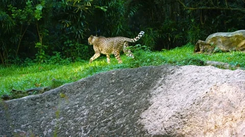 Lone Cheetah Strolling through the Grass Stock Footage 53410829