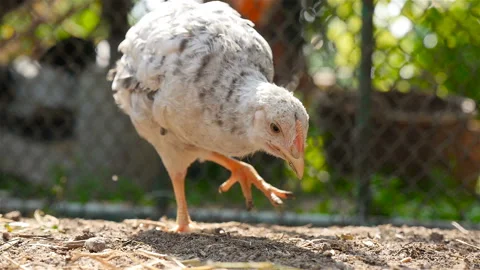 A lone chick walks around the yard and eats grain. Slow motion Stock Footage 91440229