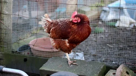 Lone chicken in a coup. Stock Footage 50092835
