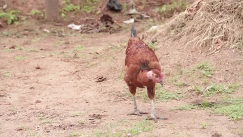 Lone Chicken Stock Footage 238686886