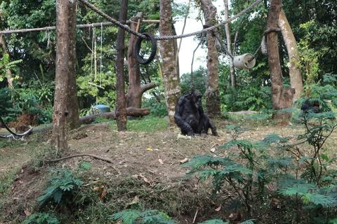 A lone chimpanzee Stock Photos