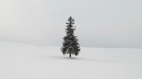Lone Christmas pine tree under snowfall in Biei, Hokkaido, Japan Stock Footage 171253194