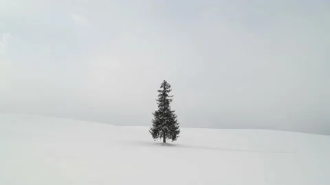 Lone Christmas pine tree under snowfall in Biei, Hokkaido, Japan 動画素材 171253199