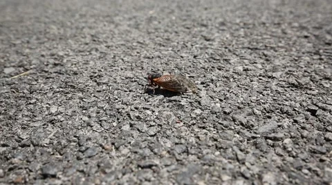 Lone Cicada Flaps Wings on Hot Driveway 库存影片 64456959
