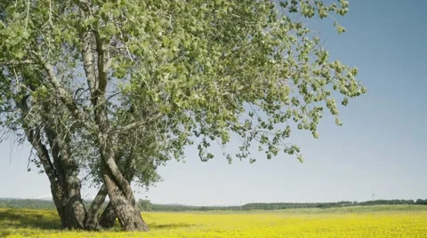 Lone cinematic tree in a flower meadow Stock Footage 63348588