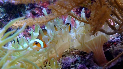 A lone clownfish floating between the tentacles of an anemone Stock Footage 88488561