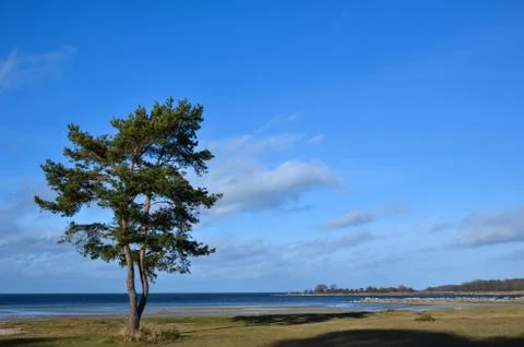 Lone coastal pine tree Stock Photos