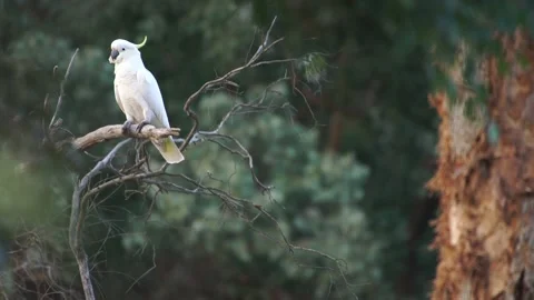 Lone Cockatoo Perching Stock Footage 167747896