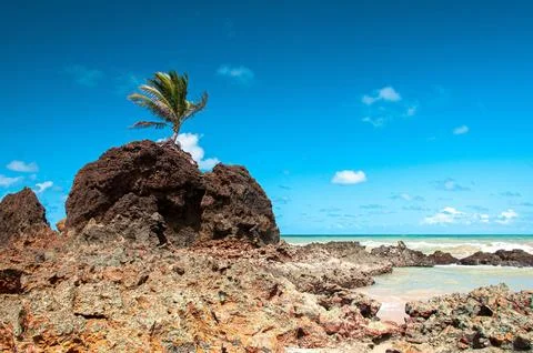 Lone coconut tree born from the rock Stock Photos