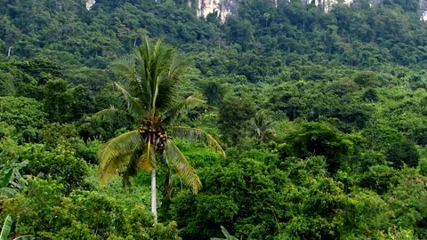 Lone Coconut Tree in the Forest _(clip-014-b_720p) Stock Footage 149304472