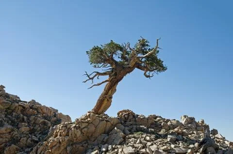 Lone Contorted Pine Tree Stock Photos