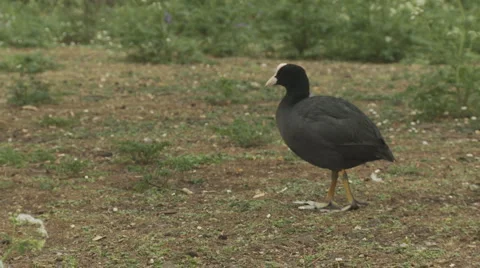 Lone Coot feeding Vídeo Stock 4111099