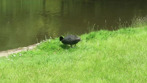 Lone Coot walking by the waters edge foragiong for food Stock Footage 156985154