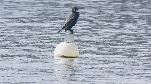 Lone cormorant resting on a floating buoy in the middle of a tranquil lake on a Stock-Footage 332115018