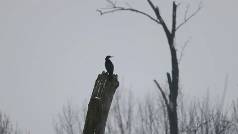 A lone cormorant sits on an old tree, 4K slomo Stock Footage 169075453