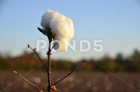 Lone Cotton Boll Stock Photos