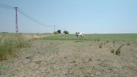 Lone Cow on a Dirt Road Stock Footage 282929682