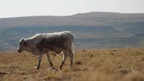 A lone cow walking through dry terrain Stock Footage 311619801