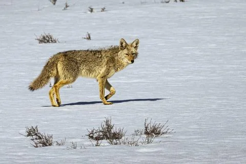 Lone Coyote on the Flat Stock Photos