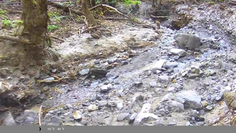 Lone Coyote Foraging in Forest Stream Bed - Hidden Camera Stock Footage 340747069