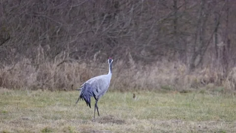 A lone crane walks through the meadow, 4K slomo Stock Footage 171326641