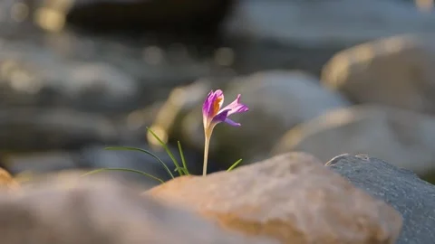 A lone crocus grows amongst the rocks on the riverbank, symbolising the strength Video stock 303753580