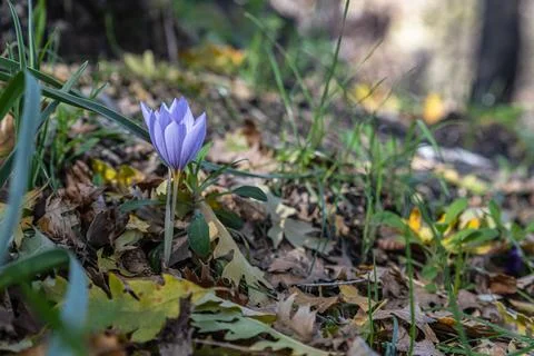 Lone crocus Stock Photos