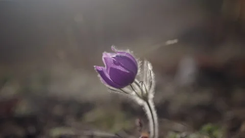 Lone crocus in the sun - slow motion Stock Footage 194967430