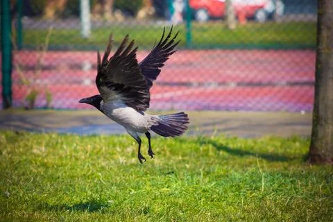 Lone Crow Stock Photos