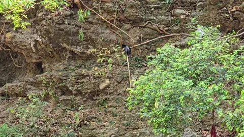 The Lone Crow: Resting on a Tree Limb Stock Footage 313563100