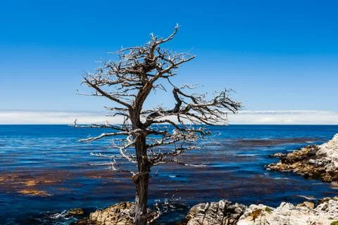 Lone Cypress between Sunset Point and Midway Point Foto stock
