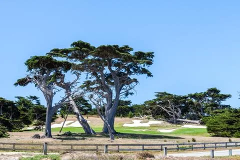Lone Cypress between Sunset Point and Midway Point Stock Photos
