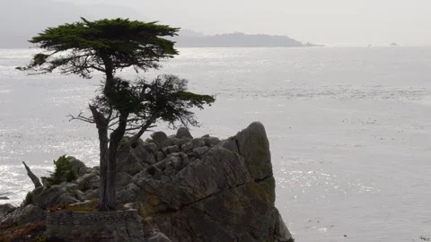 The Lone Cypress is an iconic tree that stands on top of a granite outcropping i Video stock 252857666